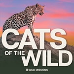Cats of the Wild Cats of the Wild