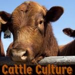 Logo of the podcast Cattle Culture Podcast Cattle Culture