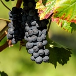 Logo of the podcast Cellar Dwellers - Home Winemaking Podcast Cellar Dwellers - Home Winemaking
