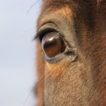 Logo of the podcast Cheval-facile Podcast Cheval-facile