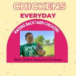 Logo of the podcast Chickens Every Day Podcast Chickens Every Day