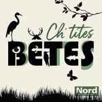 Logo of the podcast Ch'tites bêtes Podcast Ch'tites bêtes
