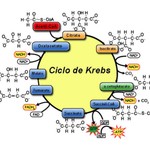 Logo of the podcast Ciclo de Krebs-Indeliza Medina Podcast Ciclo de Krebs-Indeliza Medina