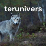 Logo of the podcast Clube do livro "Mulheres que Correm com os Lobos" Podcast Clube do livro "Mulheres que Correm com os Lobos"