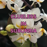 Logo of the podcast Clueless in Suburbia Podcast Clueless in Suburbia