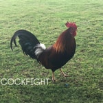 Logo of the podcast Cockfight Logo of the podcast Cockfight