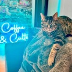 Coffee & Cults: Everything You Don't Know About Hollywood Podcast Coffee & Cults: Everything You Don't Know About Hollywood