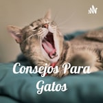Logo of the podcast Consejos Para Gatos🐱 Podcast Consejos Para Gatos🐱