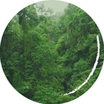 Logo of the podcast Curare, Kautschuk, Stevia - eine koloniale Spurensuche über das Pflanzensammeln Podcast Curare, Kautschuk, Stevia - eine koloniale Spurensuche über das Pflanzensammeln