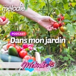 Logo of the podcast Dans mon jardin - Radio Mélodie Podcast Dans mon jardin - Radio Mélodie