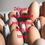 Logo of the podcast Déjouer la contrebande avec de faux œufs de tortue Podcast Déjouer la contrebande avec de faux œufs de tortue