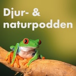 Logo of the podcast Djur- & naturpodden Podcast Djur- & naturpodden