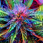 Logo of the podcast D.n.R. Presents: The Cannabuds Podcast D.n.R. Presents: The Cannabuds