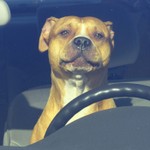 Logo of the podcast Dog is My Co-Pilot Podcast Dog is My Co-Pilot