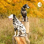 Podcast Dog Talk 