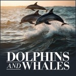 Logo of the podcast Dolphins and Whales Podcast Dolphins and Whales