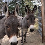 Logo of the podcast Donkey Podcaster Podcast Donkey Podcaster