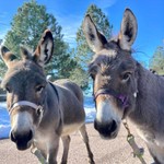 Logo of the podcast DosDonkeys Podcast DosDonkeys