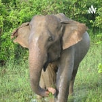 Logo of the podcast Elephant Podcast Elephant