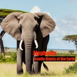 Logo of the podcast Elephants Podcast Elephants