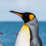 Logo of the podcast Emperor Penguins Podcast Emperor Penguins