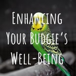 Podcast Enhancing Your Budgie's Well-Being: A Comprehensive Guide