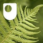 Logo of the podcast Environmental Ethics - for iPod/iPhone Podcast Environmental Ethics - for iPod/iPhone