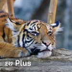 Logo of the podcast ERF Plus - Raus aus der Erschöpfung Podcast ERF Plus - Raus aus der Erschöpfung