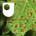 Logo of the podcast Exploring oak woodland - for iPad/Mac/PC Podcast Exploring oak woodland - for iPad/Mac/PC