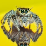 Logo of the podcast Exploring the World of Jumping Spiders Missing podcast logo