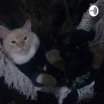 Logo of the podcast Feliz miau Podcast Feliz miau