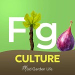 Fig Culture: Helping You Grow a Fig Tree in a Cold Climate Podcast Fig Culture: Helping You Grow a Fig Tree in a Cold Climate