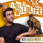 Logo of the podcast Finding Wildlife with Akash Mehta Podcast Finding Wildlife with Akash Mehta