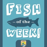 Logo of the podcast Fish of the Week! Logo of the podcast Fish of the Week!