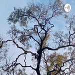 Podcast Forest Sounds