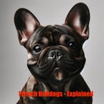 Logo of the podcast French Bulldogs - Explained Podcast French Bulldogs - Explained