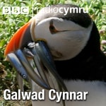 Logo of the podcast Galwad Cynnar Podcast Galwad Cynnar