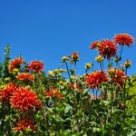 Garden The Knowledge