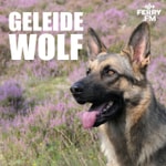 Logo of the podcast Geleidewolf Podcast Geleidewolf