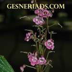 Logo of the podcast Gesneriads.com Podcasting for Gesneriad Horticulture Missing podcast logo