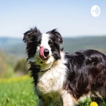 Logo of the podcast Gesundheit für unsere Hunde Podcast Gesundheit für unsere Hunde