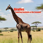 Podcast Giraffes