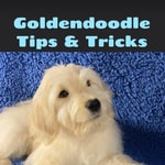 Logo of the podcast Goldendoodle Tips & Tricks Podcast Goldendoodle Tips & Tricks