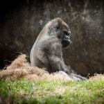 Logo of the podcast Gorilla’s Playthrough Podcast Gorilla’s Playthrough