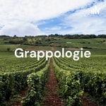 Logo of the podcast Grappologie - Vin & Podcast Podcast Grappologie - Vin & Podcast