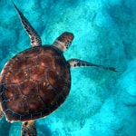 Logo of the podcast Green Sea Turtle Navigation Podcast Green Sea Turtle Navigation