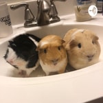 Logo of the podcast Guinea pig corner Podcast Guinea pig corner