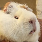 Logo of the podcast Guinea Pigs being eaten Podcast Guinea Pigs being eaten