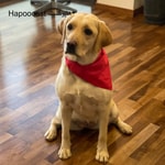 Logo of the podcast Hapoocast هاپوکست Podcast Hapoocast هاپوکست