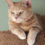 Logo of the podcast Happy Cats Wellness Podcast Happy Cats Wellness